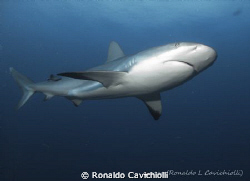 Caribbean Reef Shark , Jardines de Las Reinas - Cuba
Can... by Ronaldo Cavichiolli 